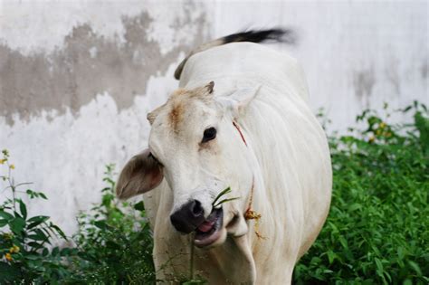 Talking to a Gau Rakshak: An Excerpt From U.R. Ananthamurthy’s 'Bara ...