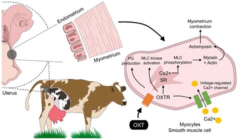 Clinical Experiences and Mechanism of Action with the Use of Oxytocin Injection at Parturition ...