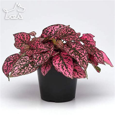 How to Care for Polka Dot Plants (Hypoestes phyllostachya)