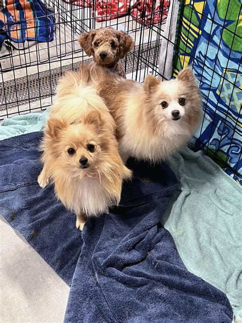 Midland Humane Society to take in 20 dogs saved from puppy mills