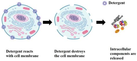 A Review on Macroscale and Microscale Cell Lysis Methods