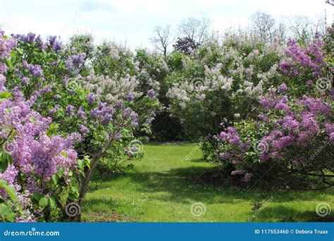 Purple and White Lilacs Blooming in the Park Stock Photo - Image of ...