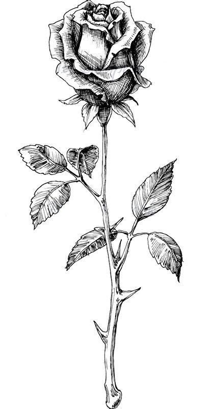 rose drawing with stem