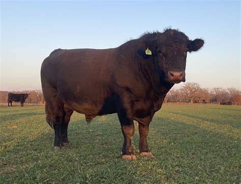 4 - Registered Black Angus Bulls - Texas