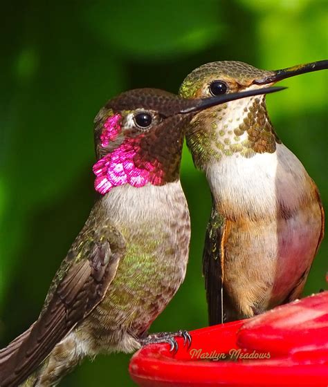 Male vs Female Annas Hummingbirds