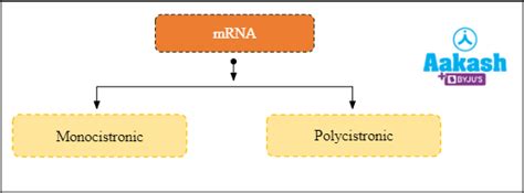 Central Dogma, Transcription, Reverse Transcription Practice Problems ...