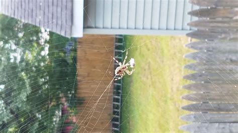 Spiders in New York - Species & Pictures