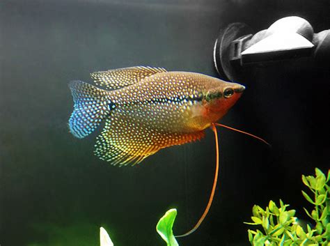 Bildergebnis für powder blue gourami