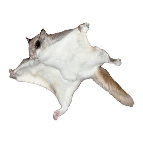 Squirrel Food, Flying Squirrel, Tropical Forest, Tropical Rainforest ...