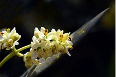 fiori di bach menopausa olive fiori di bach in menopausa menopausa fiori di bach menopausa olive fiori di bach in menopausa menopausa