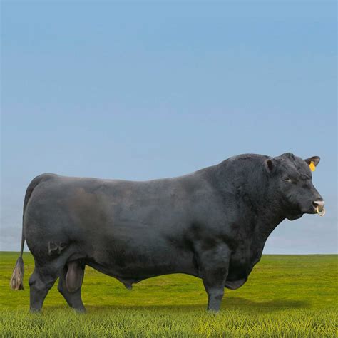 JOHNNIE BLACK - ABERDEEN ANGUS
