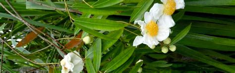 Nagkesar - Uses, Benefits, Side Effects and Many More – Biossential