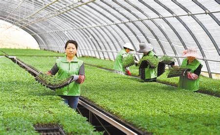 甘肃靖远县蔬菜种植专业合作社解决周边农村就业岗位386个--人民扶贫频道--人民网