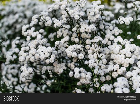 Small White Flowers Image & Photo (Free Trial) | Bigstock