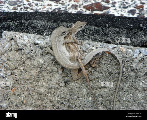 reptiles embrace mating mate lizards hug embracement hugging fauna rock ...