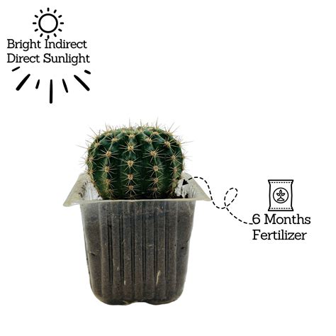 Ball Cactus / Echinopsis Calochlora - Live Plant (Home & Garden) – Hug ...