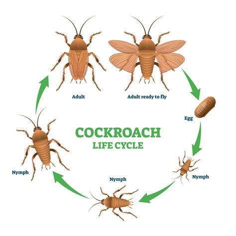 How Long Do Cockroaches Live? Cockroach Life Cycle | EcoGuard