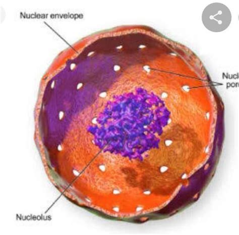 what is nucleus give its functionNo spam and no copied answer - Brainly.in