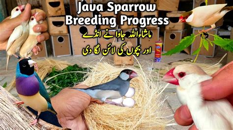 Image result for Fawn Java Sparrow