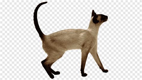 Orange Cat Sphynx Siamese British Shorthair Christmas Ornament 日本限定