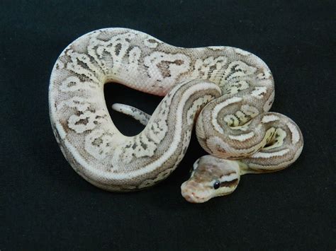 Image result for Silver Ball Python