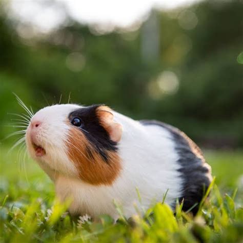 "Guinea pig "是什么意思？ -关于英语 (美国)（英文） | HiNative