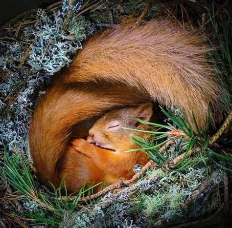 Hibernating Squirrel