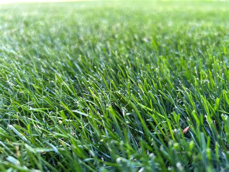 FIELDER’S CHOICE™ Elite Perennial Ryegrass Blend - Twin City Seed Company