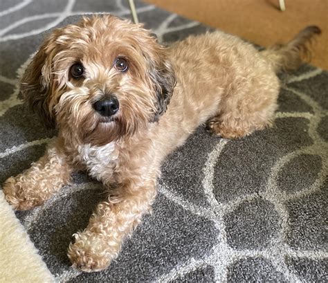 Maltipoo Full Grown Maltipoo Dog Breed Information & Characteristics