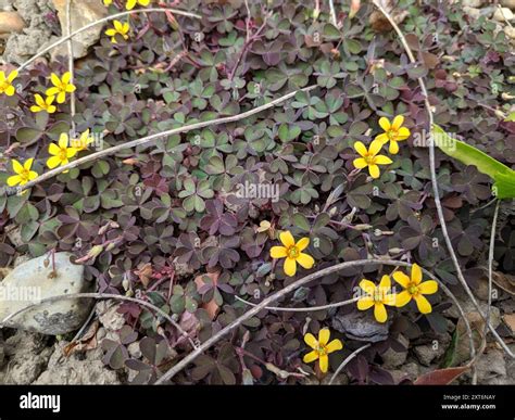 Creeping Woodsorrel (Oxalis corniculata) Plantae Stock Photo - Alamy