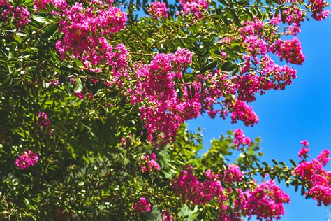 The Ultimate Guide on How to Grow a Crape Myrtle Successfully ...