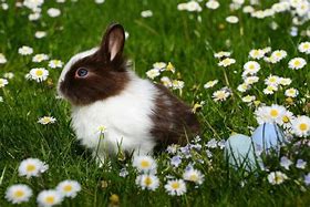 Image result for Free Wooden Bunny Patterns