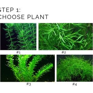 Image result for DIY Java Moss Decorations