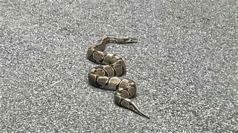 Image result for The Python Queens Episode 2