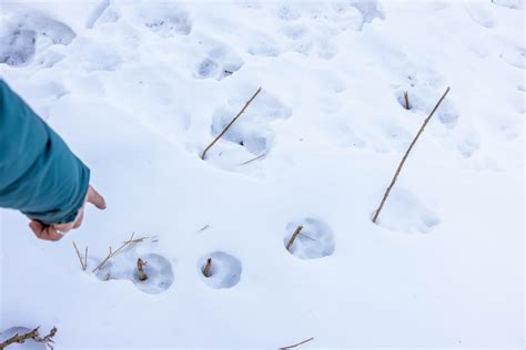 Mountain Lion Tracks Versus Dog