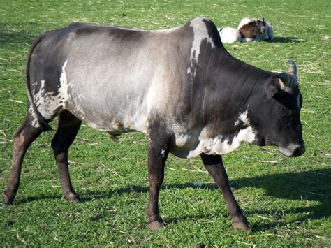Zebu Cattle