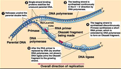 Como extrair DNA de qualquer coisa viva