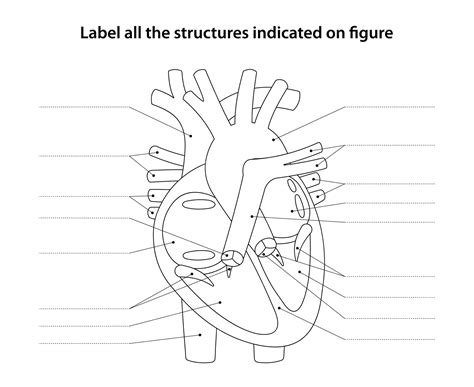Heart Anatomy Diagram Worksheet