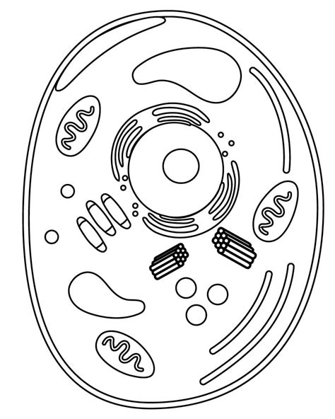 Biology Coloring Pages 的图像结果
