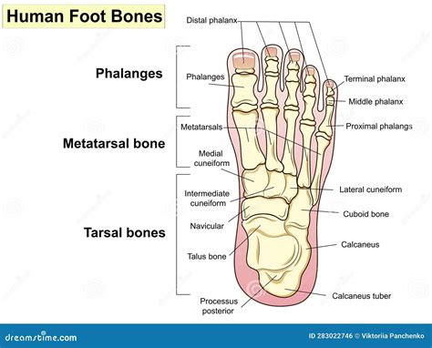 Anatomy. Human Foot Bones. Signatures and Text. Stock Illustration ...