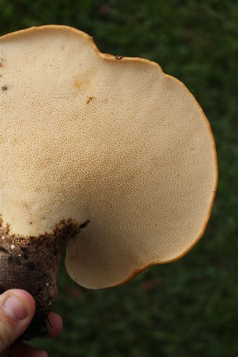 Foraging Pheasant Back Mushrooms (Cerioporus squamosus) — Practical ...