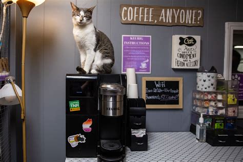 Kalamazoo cat cafe close to reaching 1000 successful adoptions - mlive.com