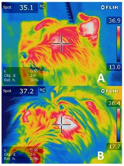 Physiological and Behavioral Mechanisms of Thermoregulation in Mammals