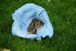 Image result for What Milk to Feed Baby Rabbits