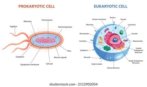Prokaryotic Cell Structure 的图像结果