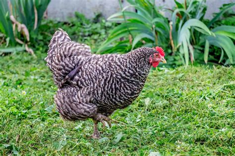 Plymouth Rock Chicken: The Ultimate Breed Guide | Chook City