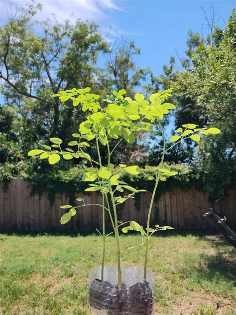 Amazon.com : Generic Moringa Trees 3 Live Moringa Plants with Moringa Seeds - Organically Grown ...