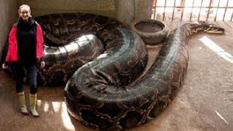 Worlds Largest Snake