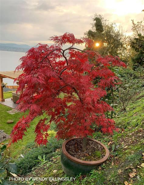 Buy Dwarf Japanese Maples — Mr Maple │ Buy Japanese Maple Trees