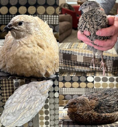 Jumbo Coturnix Quail Eggs Buy Now: Jumbo Egyptian Coturnix Quail